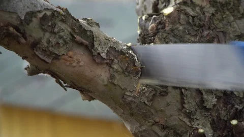 Sawing a branch from a tree.Close up Stock Footage 125808369