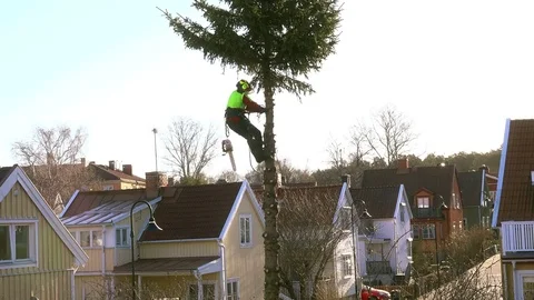 Sawing down an old fir in the garden. Stock Footage 80854048