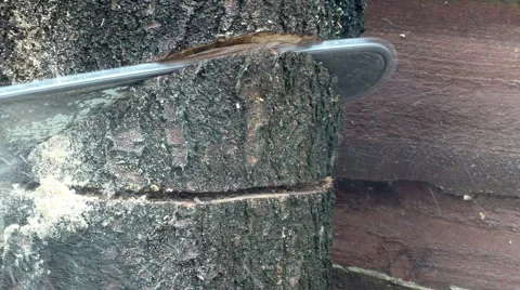 Sawing down the tree trunk Vídeo Stock 62617072