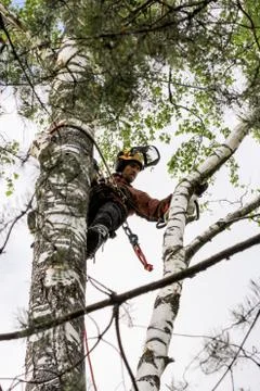 Sawing large branches. Fotos Stock