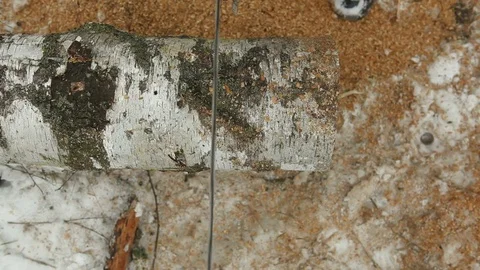 Sawing logs in using a power saw Stock Footage 71310562