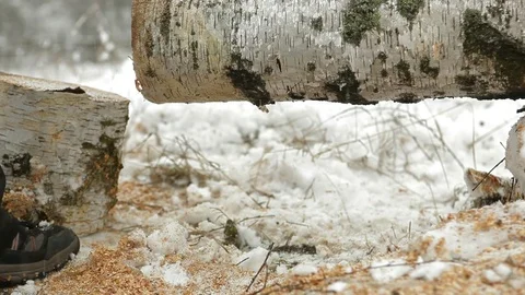 Sawing logs in using a power saw Stock Footage 71312992