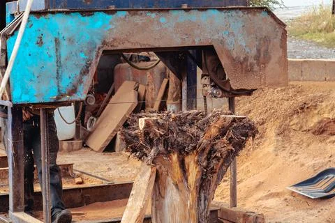Sawing machine cutting tree log at wood production factory. Timber material p Stock Photos