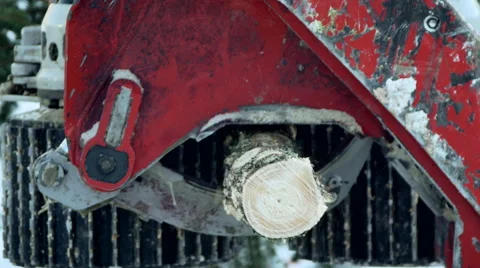 Sawing machine making stumps in the snow Stock Footage 64553750
