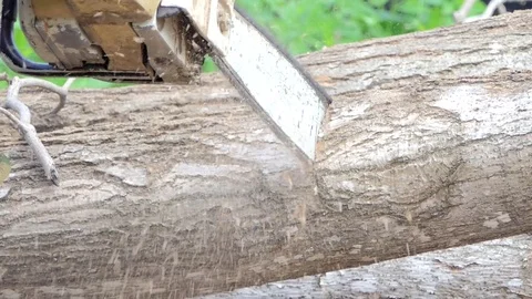 Sawing mummified tree on death. Stock Footage 79976136