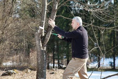 Sawing old cherry tree Stock Photos