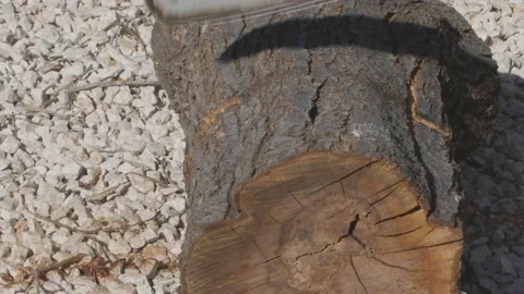 Sawing an old log with a a chainsaw Stock Footage 151486058