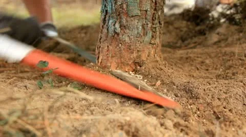Sawing a pine tree Stock Footage 9086018