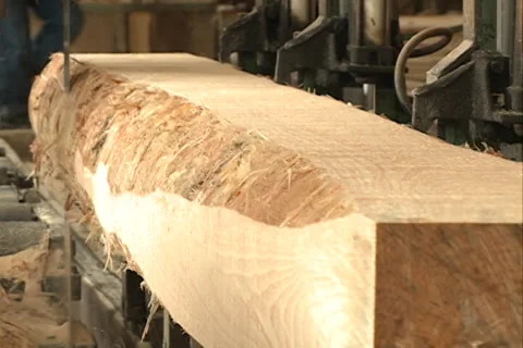 Sawing pine wood forest 库存影片 37678665