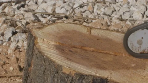 Sawing a stump with a chainsaw Stock Footage 151486068