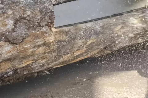Sawing a thick pine log with chainsaw, sawdust from the saw is flying. Stock Photos