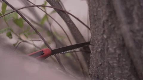 Sawing Off Tree Branch At Base Stock-Footage 88013281