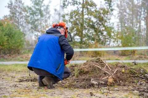 Sawing a tree branch with a chainsaw while working in the forest Stock Photos