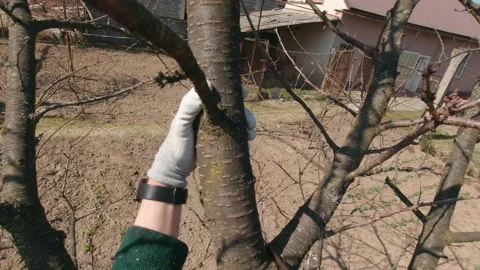 Sawing Off A Tree Branch Stock Footage 194994234