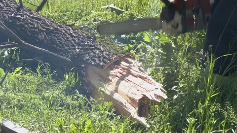 Sawing a tree with a chainsaw broken the trunk tree after a hurricane Stock Footage 323617905