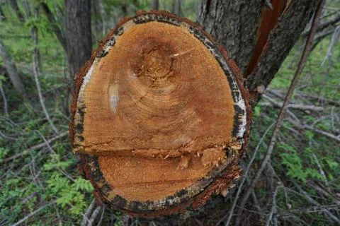 Sawing a tree. Larch Stock Photos