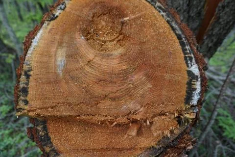 Sawing a tree. Larch Stock Photos