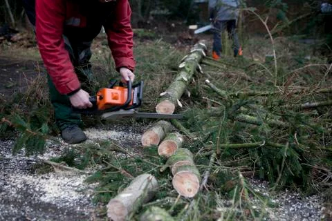 Sawing tree Stock Photos