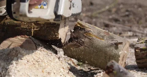 Sawing a tree trunk with a chainsaw and stacking, farm work Stock Footage 189215731