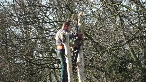 Sawing tree trunk with chainsaw Stock Footage 233954117