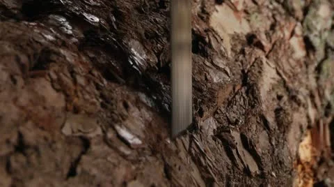 Sawing tree trunk for logging, Locksmiths Video stock 12659036