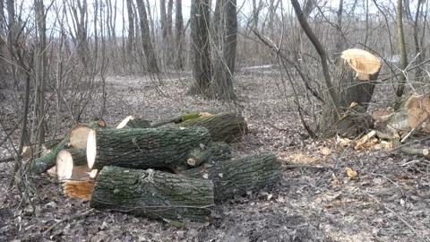 Sawing a tree trunk over logs in 4K Stock Footage 153136365