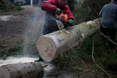 Sawing tree trunk 写真素材