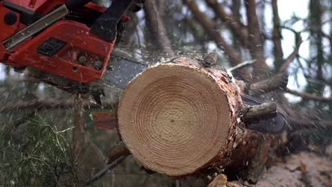 Sawing the trunk of a felled tree Stock Footage 190254768