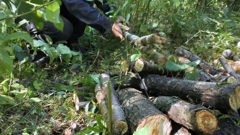 Sawing wood with a chainsaw. Stock Footage 79225203