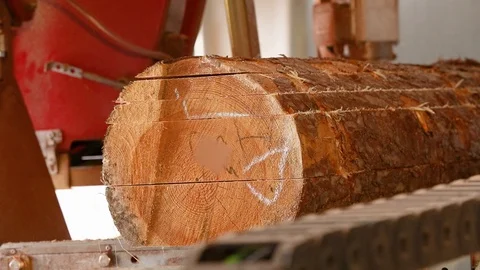 Sawing wood close-up. The end of the log on the sawmill Stock Footage 109600637