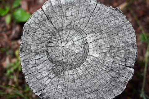 Sawing wood with an interesting texture Stock Photos