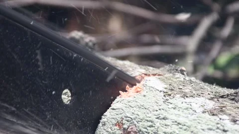 Sawing wood logs Stock Footage 300997232