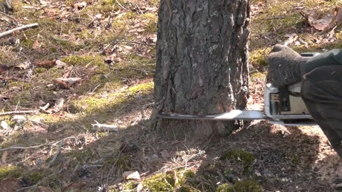 Sawing a young pine tree with a chainsaw. Tree bark incision Video stock 203415776