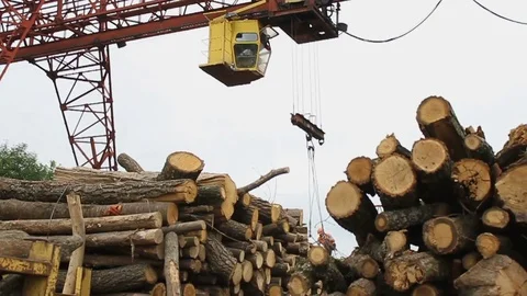Sawmill. Crane. Logs Stock Footage 74579517