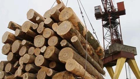 Sawmill. Crane. Logs Stock Footage 74579712