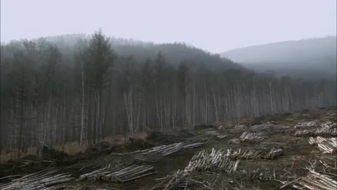 Sawmill Stock Footage 235277545