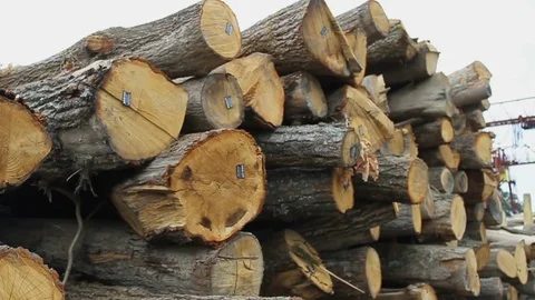 Sawmill. Logs. Close-up. Stock Footage 74578956