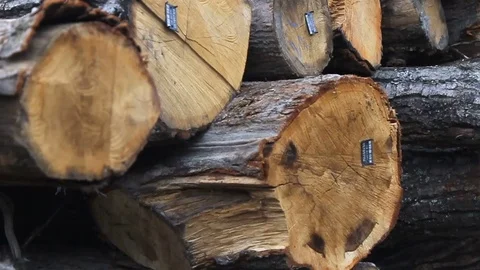 Sawmill. Logs. Close-up. Stock Footage 74578974
