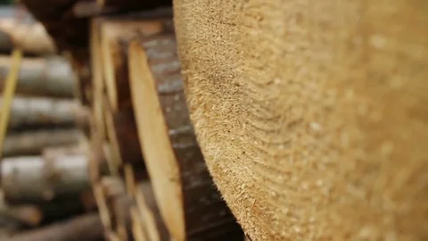 Sawmill. Logs. Close-up. Stockbeeldmateriaal 74579350