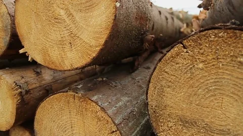 Sawmill. Logs. Close-up. Stockbeeldmateriaal 74579431