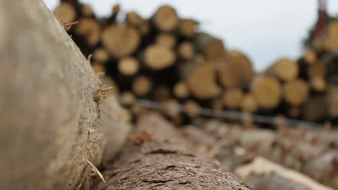 Sawmill. Logs. Focus pull. Stock Footage 74579482