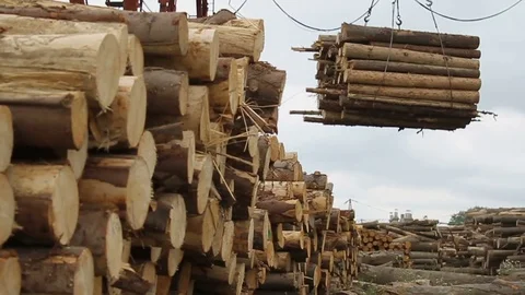 Sawmill. Logs. Stockbeeldmateriaal 74579075