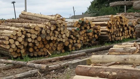 Sawmill. Logs. Stock Footage 74579196