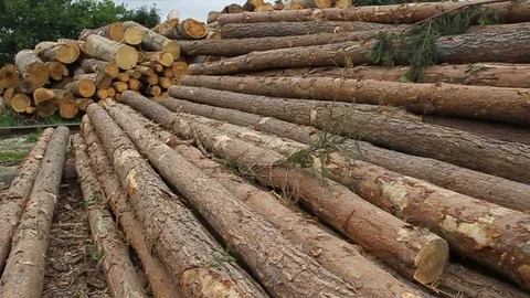 Sawmill. Logs. Video stock 74579254