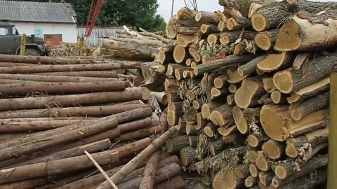 Sawmill. Logs. Stock Footage 74579446
