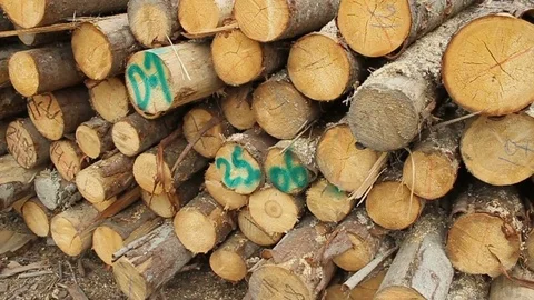 Sawmill. Logs. Stockbeeldmateriaal 74579549