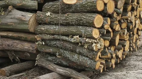 Sawmill. Logs. Stock Footage 74579632