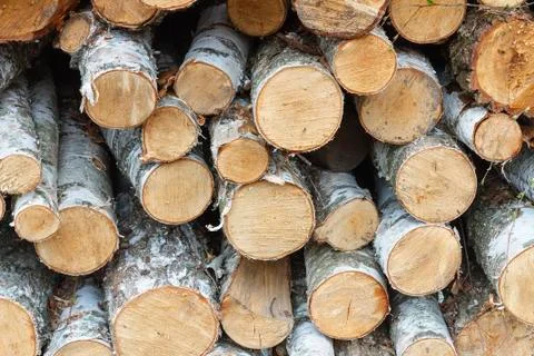 Sawmill, timber, timber logs, forest protection, deforestation, Photos