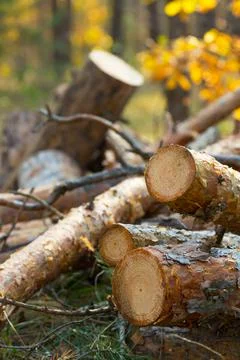 Sawmill trees in the forest Stock Photos