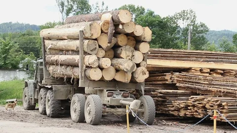 Sawmill. Truck with logs Stock Footage 74430337